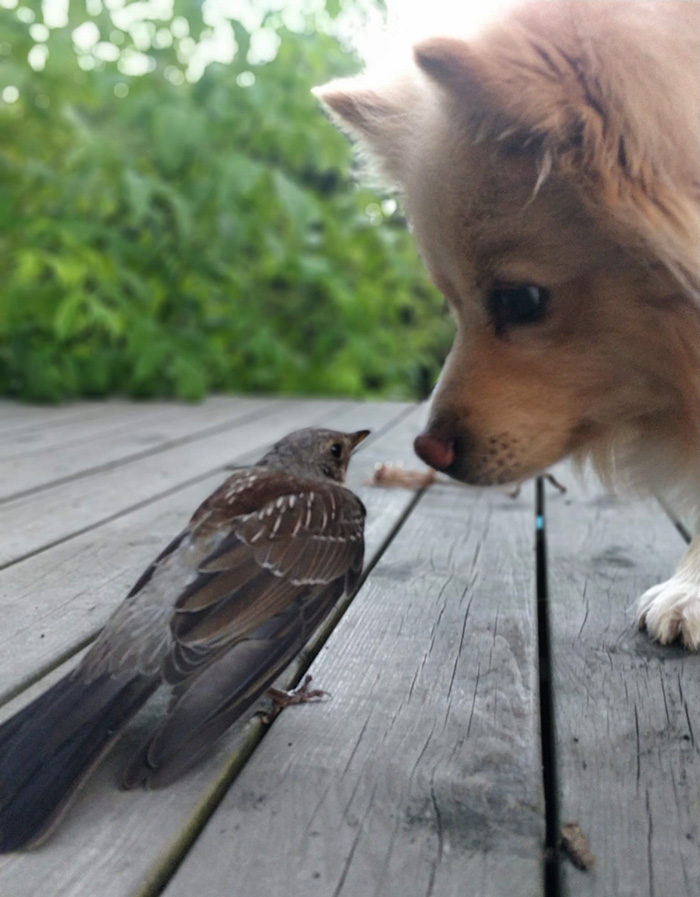 dog makes friend