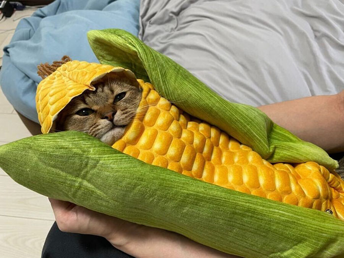 7x4ol-cat-on-the-cob.jpg