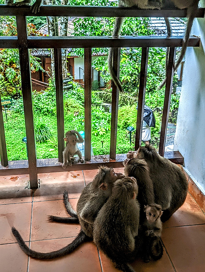 monkey family hides from rain