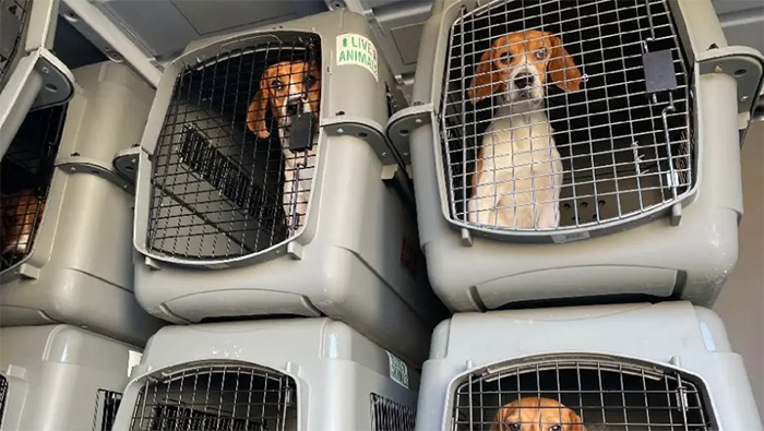 4000 beagles rescued