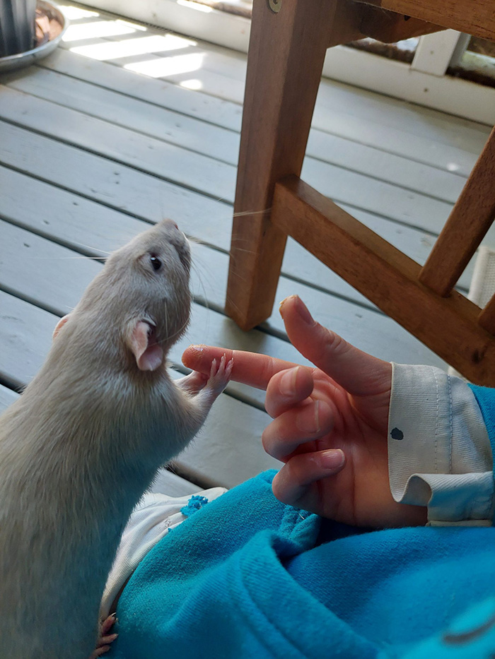rat holds hands