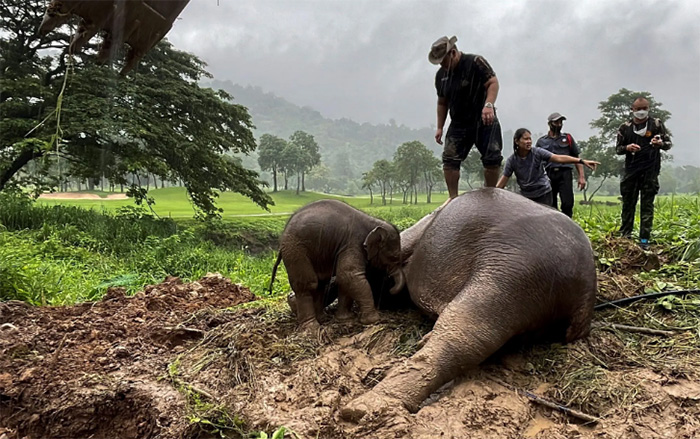 cpr on elephant