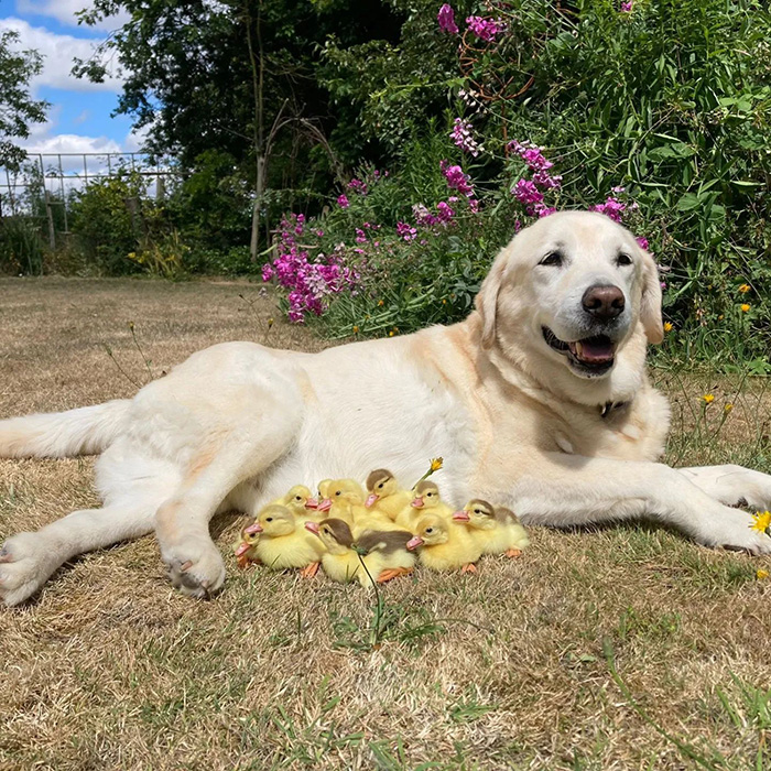 dog adopts ducklings for second time