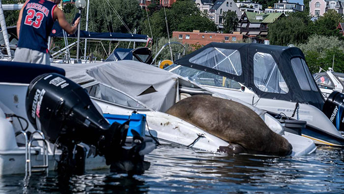 freya walrus norway