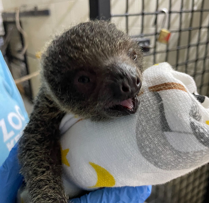 baby sloth born hattiesburg zoo