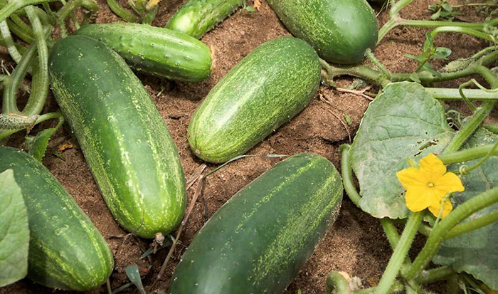 cucumbers