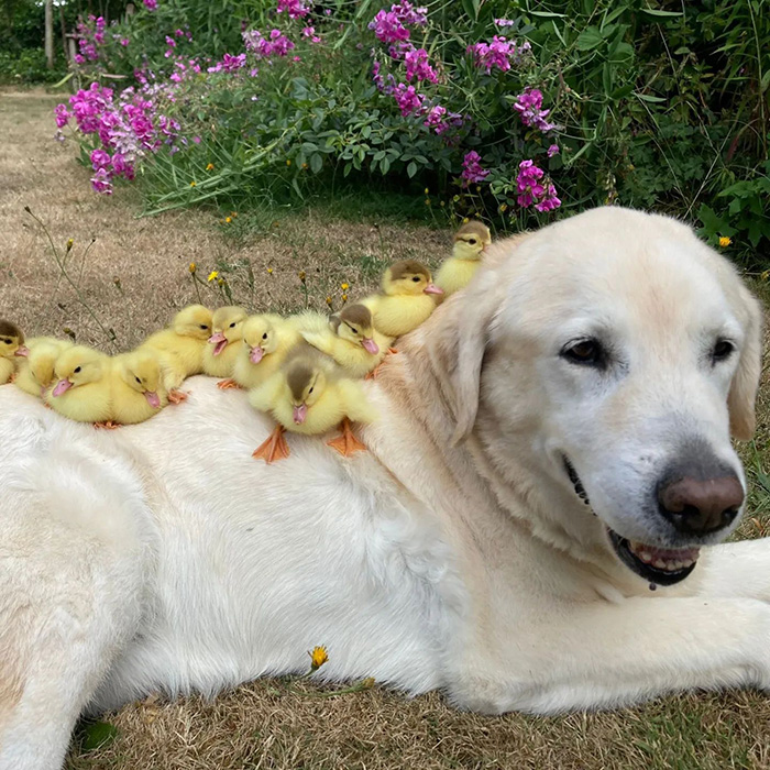 dog adopts ducklings for second time