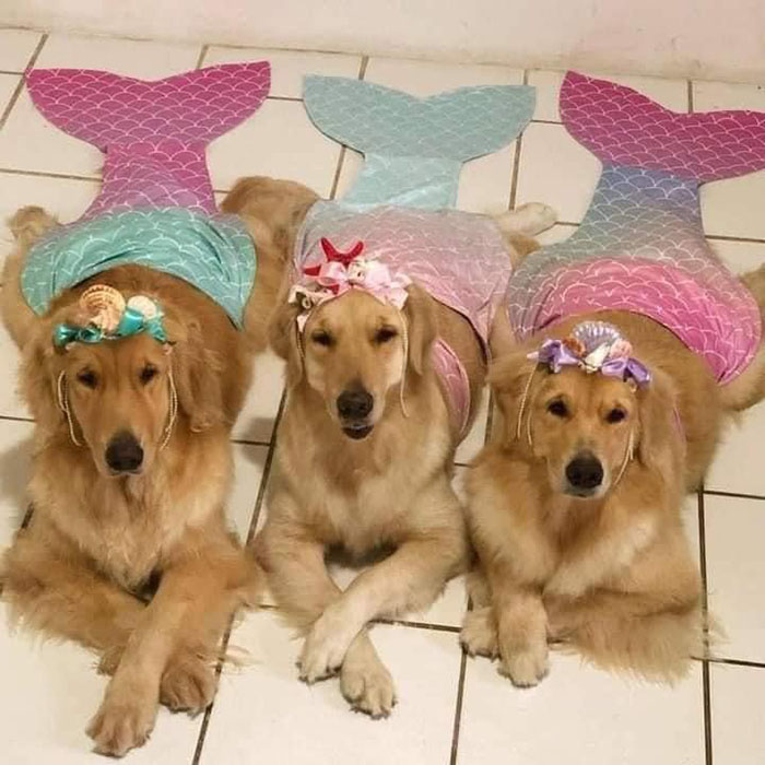 mermaid dogs