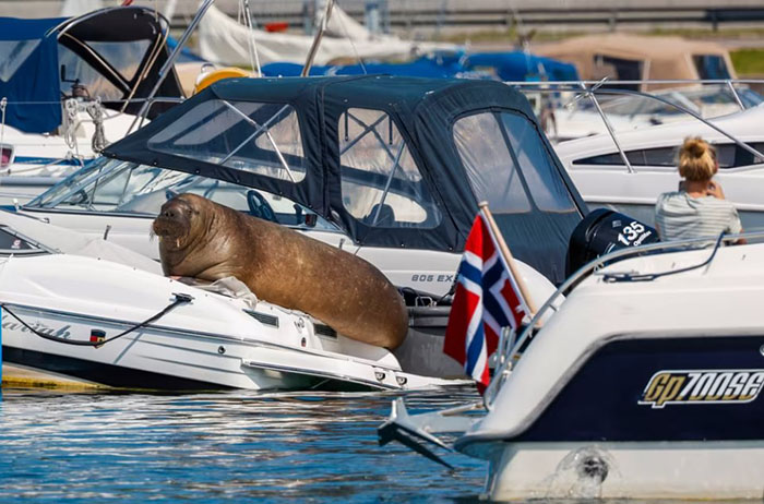 Freya walrus boats