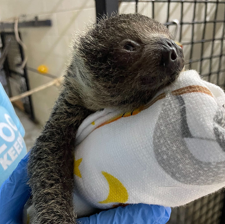 baby sloth born hattiesburg zoo