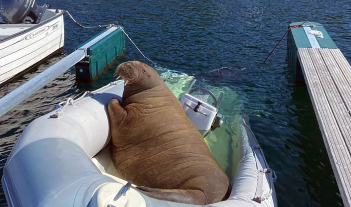 freya walrus sinking boats