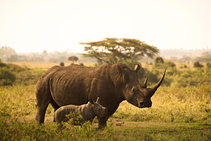 rhinos return to Mozambique