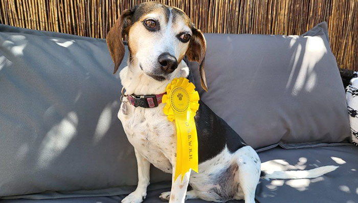 lost dog wins at show