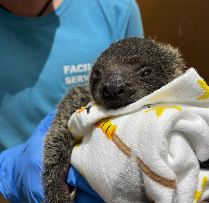 baby sloth born hattiesburg zoo