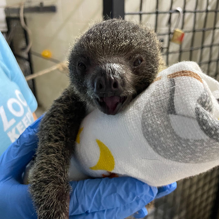 baby sloth born hattiesburg zoo