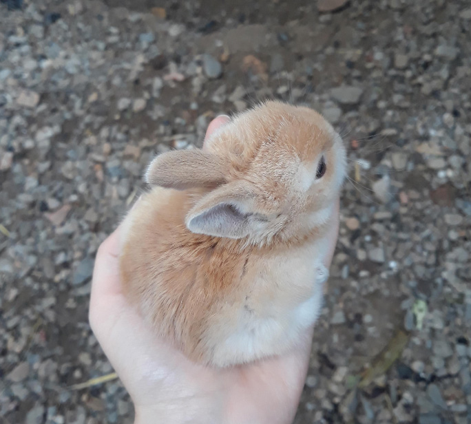 handful of bunny