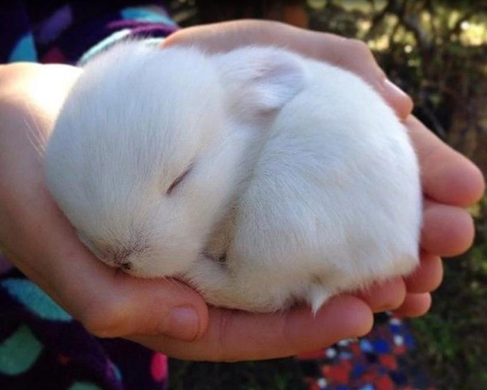 bunny sleeping