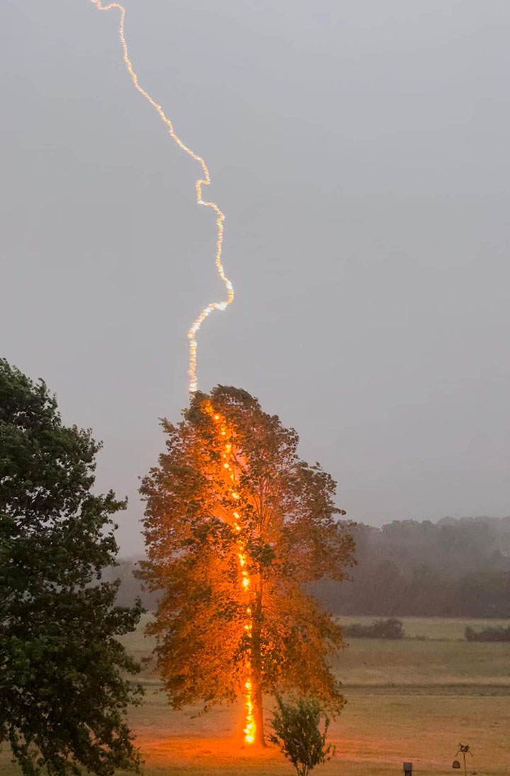 tree hit by lightning perfect timing