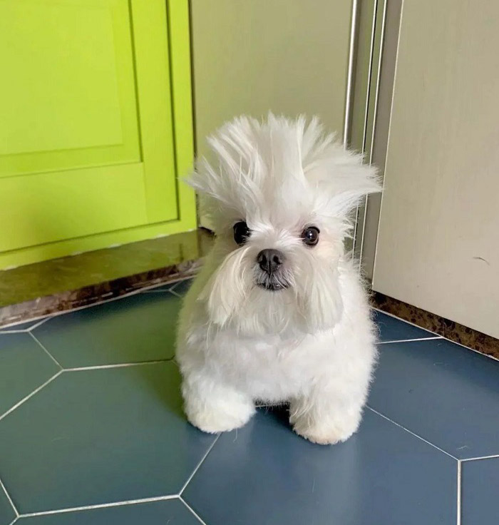 funny dog haircut