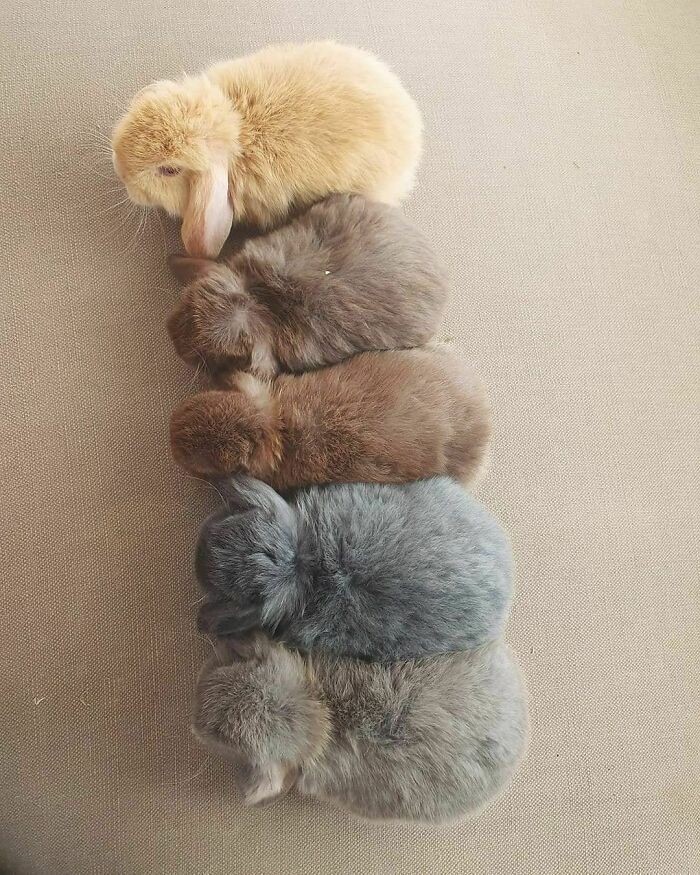 different shades of bunny