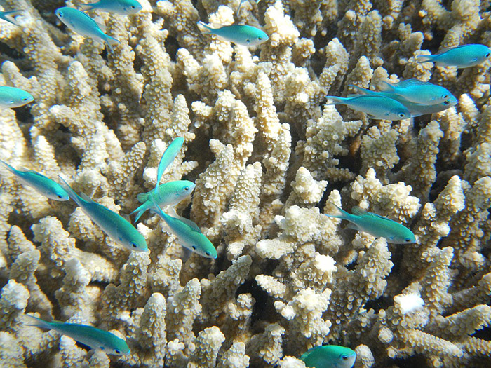 great barrier reef recovery