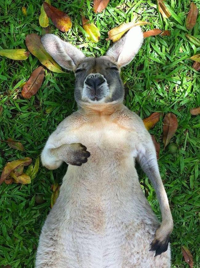 sleeping kangaroo