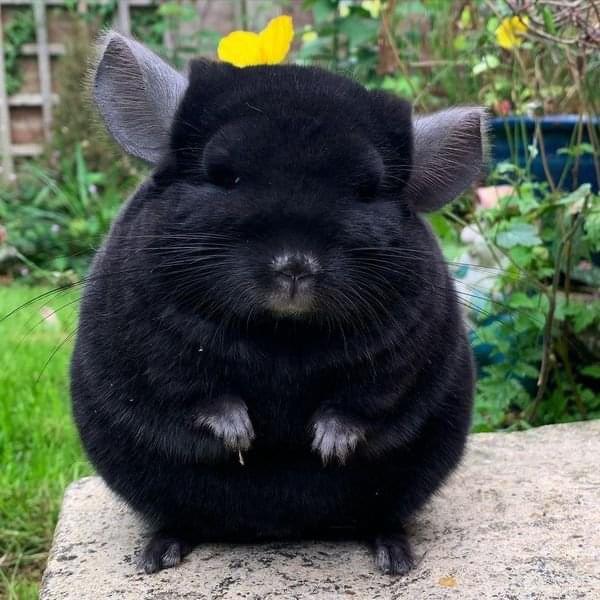 all black chinchilla