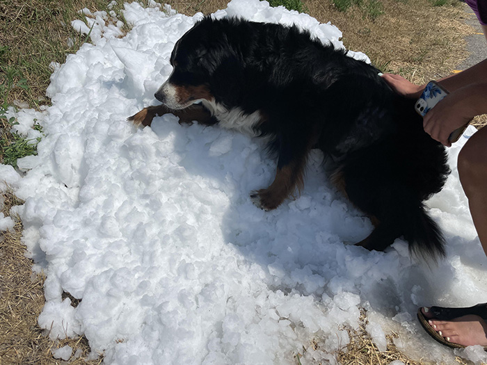 snow for dying dog