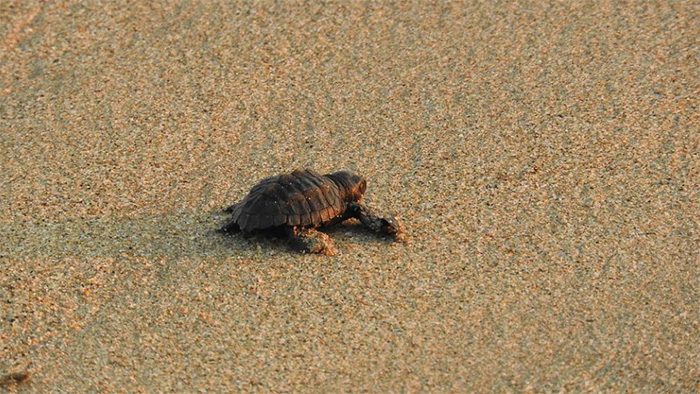 sea turtles good news