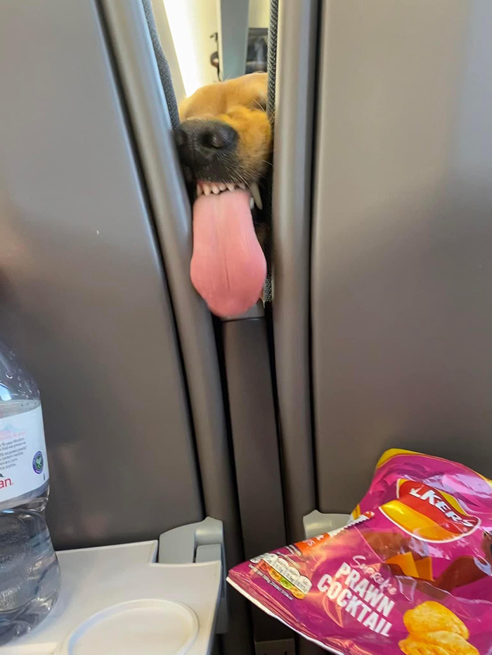 dog smells chips on plane