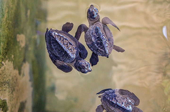 baby sea turtle rescue