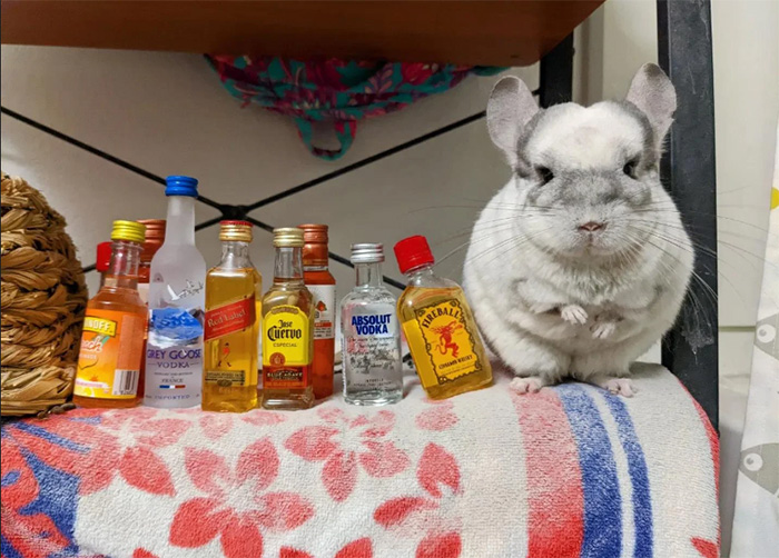 chinchilla turns 21