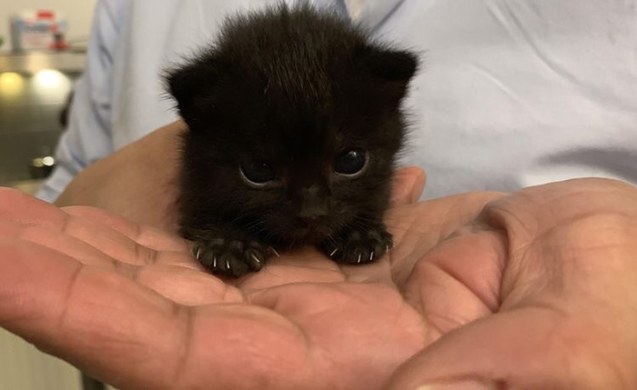 tiny black kitten