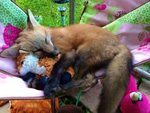 fox hugging fox plushie
