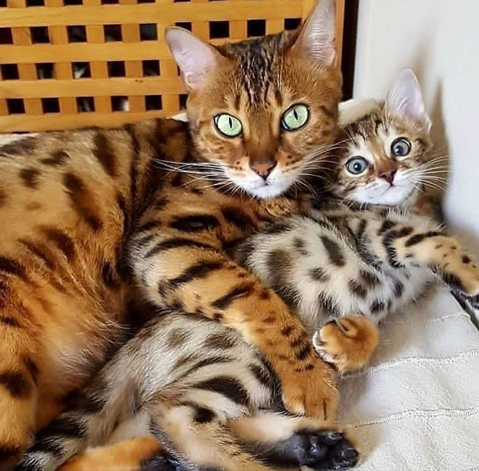 3ldod-bengal-cats-models.jpg