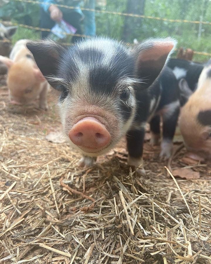 one week old piglets