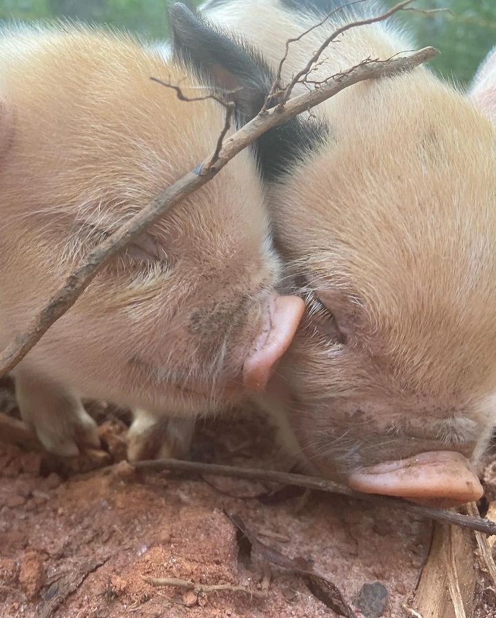 one week old piglets