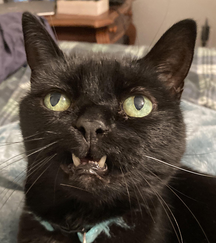 funny cat face
