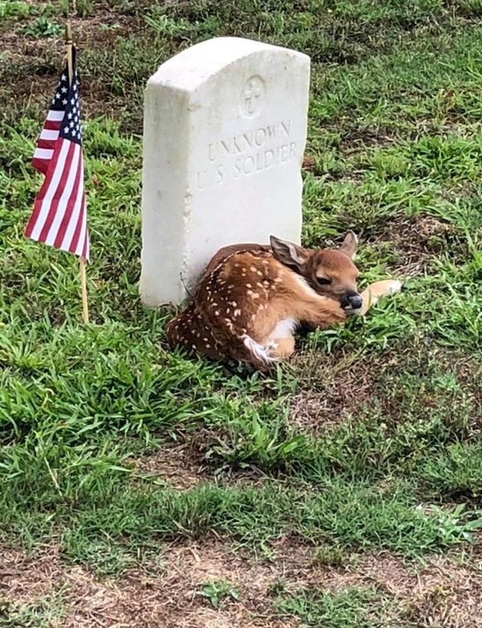 baby deer on grave
