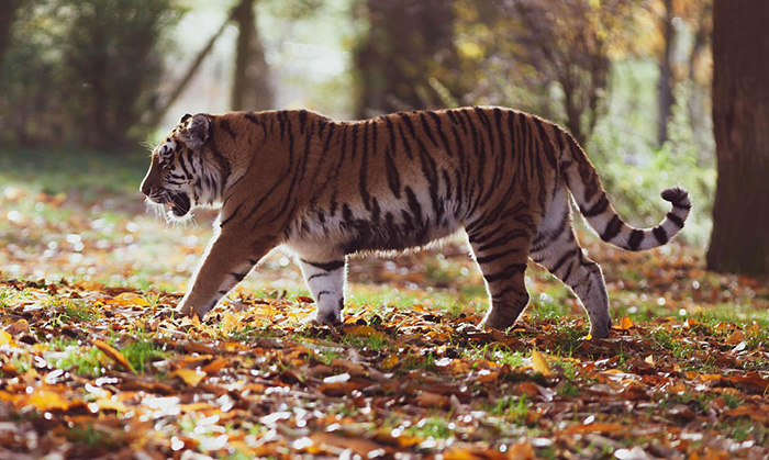 mom fights off tiger to save child