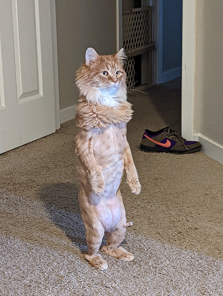 cat standing up funny