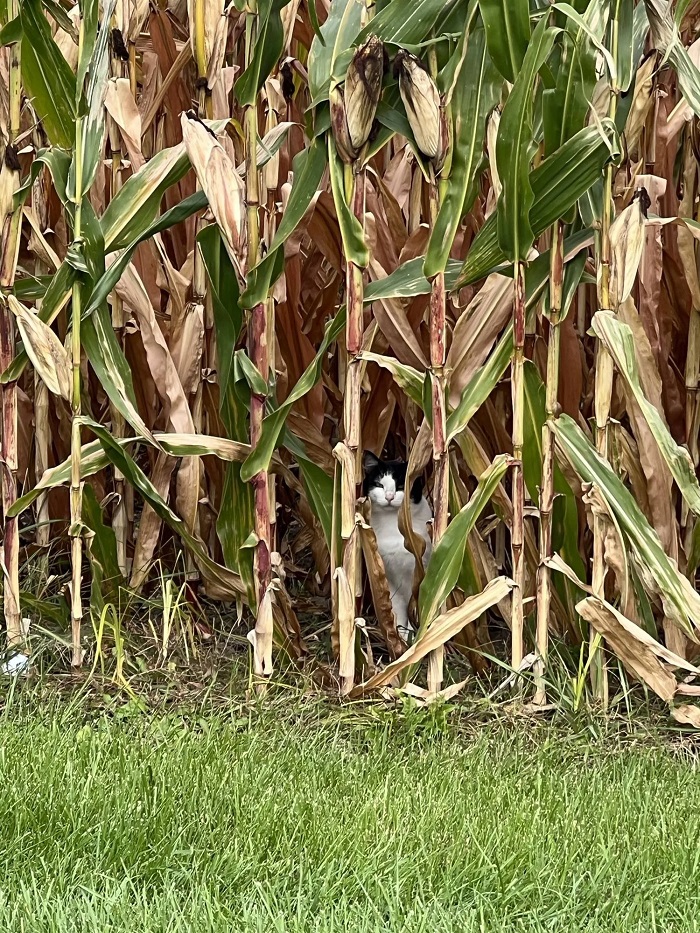 cat corn stalks