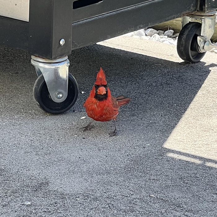 Spike, my cardinal buddy came to visit me today! 