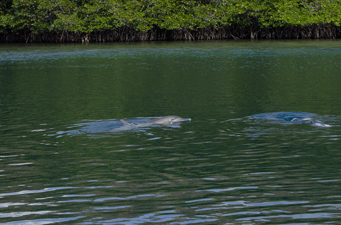 dolphin rescue