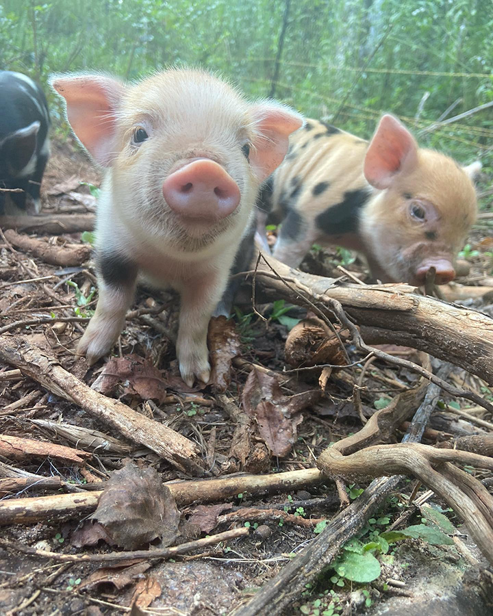 one week old piglets