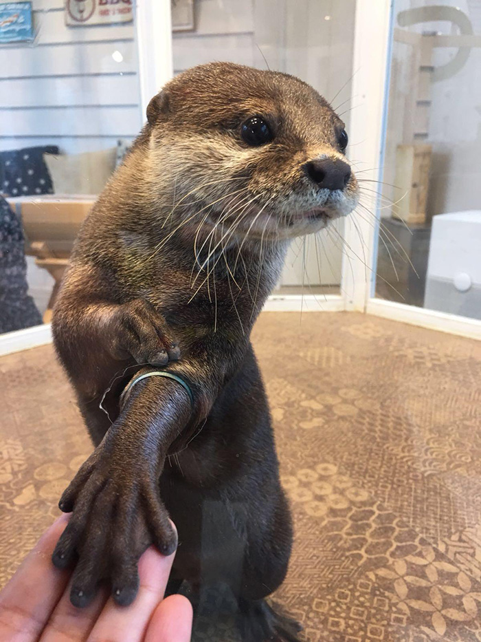 hold hands with an otter