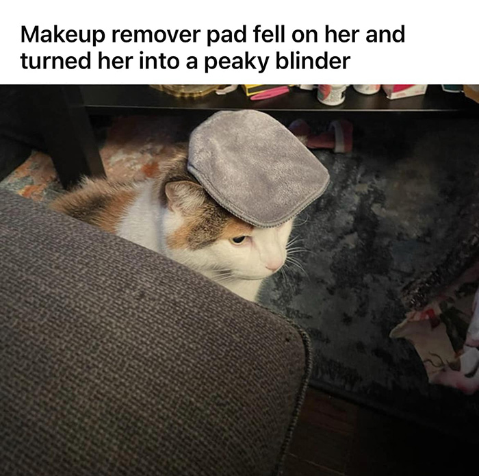 peaky blinder cat