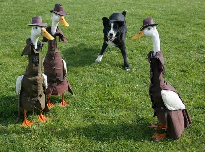 duck fashion show