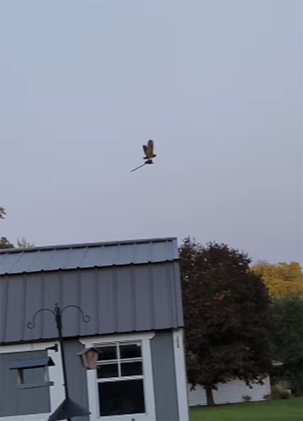 owl steals horse head toy