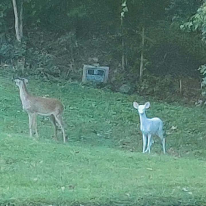 albino deer